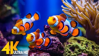 Aquarium 4K VIDEO ULTRA HD 🐠 Beautiful Coral Reef Fish  Relaxing Sleep Meditation Music 41 [upl. by Vaules]