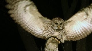 Barred Owl Amazing slowmotion FYV [upl. by Modie]