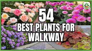 54 Best Plants for Walkways  Walkway Plants  Best Pathway Plants  Plant and Planting [upl. by Ahsikam679]