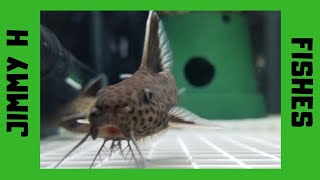 Breeding my Synodontis Petricola cats again [upl. by Ittocs]