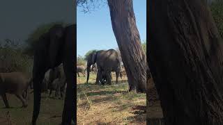 Tarangire National Park [upl. by Sudbury]