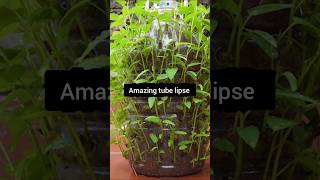 Plant lapse 🌿❤️🌿☘️garden agriculture farming viral short plants trending planttimelapse [upl. by Dahaf]