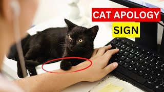 5 Hidden Signs Your Cat is Apologizing to You [upl. by Remos438]