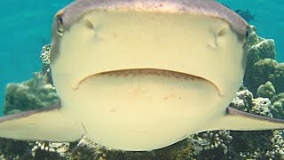 Sharks Agonistic Behaviour in the Blackfin Reef Shark [upl. by Eleanor]