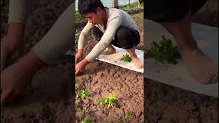 Planting technology of coriander seedlings [upl. by Bouchier]