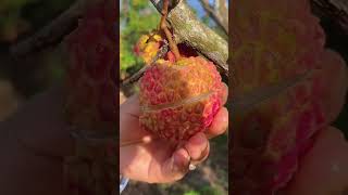 Buah Leci  Lychee Fruit fruits fresh [upl. by Isyak790]