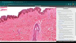 Glándulas exocrinas  sudorípara y submandibular  Histology guide  JINV [upl. by Yenittirb]