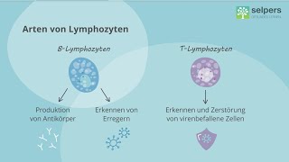 Das lymphatische System einfach erklärt 💡 Lymphknoten und Lymphozyten Experte im Interview [upl. by Esinyt]