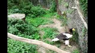 Германия Der grösste Adler der Welt Heidelberg Zoo [upl. by Nyrual]