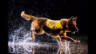 quotMisión Caninaquot homenaje a los héroes de cuatro patas de la Policía Nacional  NatGeo Wild [upl. by Enavi196]