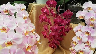 Cómo cuidar Orquídeas Phalaenopsis en casa [upl. by Inan274]