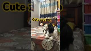 Cute zoozoo 🥰💁🏻‍♀️🐶doglover shihtzu cutedog [upl. by Ahser824]