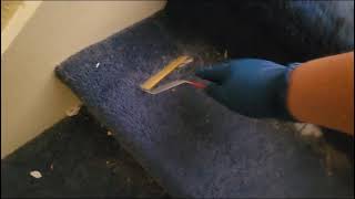 ASMR Heavy vacuum remove pet hair from carpet stairs [upl. by Eatnuahc]