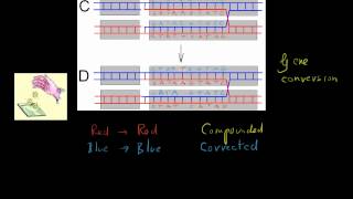 Forsdyke Evolution Academy 0153 Gene Conversion [upl. by Eanerb]