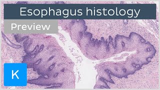 Esophagus normal histology slides diagrams guide preview  Human histology  Kenhub [upl. by Enaillil]