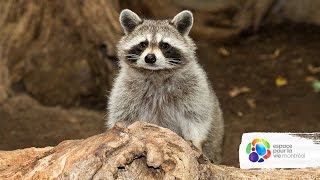 Ratonslaveurs du Biodôme  Raccoons of the Biodome [upl. by Woothen929]