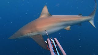 Spearfishing Around Sharks Guide  HOW TO SPEARFISH [upl. by Auod]