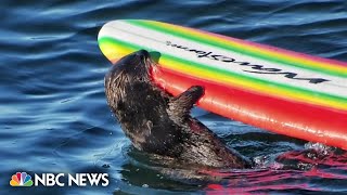 Sea otter bites and steals surfboards in California [upl. by Laud]