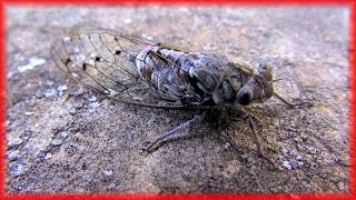 Cicadas sound in Provence Chant des cigales en Provence France HD videoturysta [upl. by Areemas]