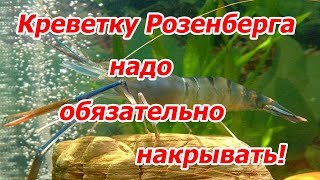 Креветку Розенберга Macrobrachium rosenbergii надо обязательно накрывать [upl. by Bred]