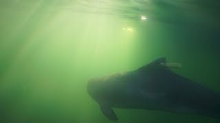 Harbour Porpoise Released Back Into Wild [upl. by Arlie243]