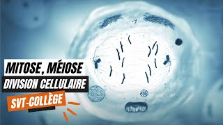 La mitose la méiose et les divisions cellulaires  SVT Collège [upl. by Esidarap73]