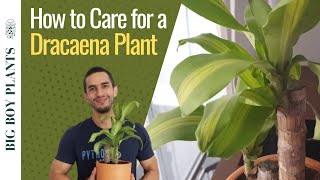 How to Care for a Dracaena Plant [upl. by Tena]