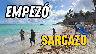 🟢 Empezó a Llegar el Sargazo a Las Playas 😢  Playa del Carmen hoy 040324 [upl. by Aiouqes]