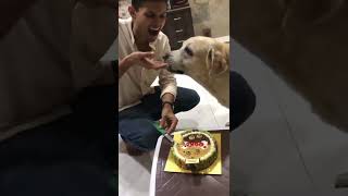 GOKU attacking his Birthday Cake once its in his reach 😋😉 dogcake petfriendly chickenlivercake [upl. by Lampert]