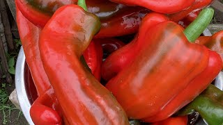 sweet long peppers that i harvested today [upl. by Ataynik]