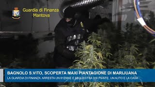 Scoperta maxi piantagione di marijuana a Bagnolo San Vito [upl. by Ydnerb]