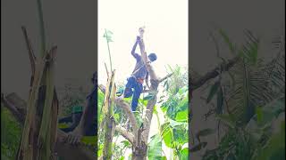 Sabarinathan tree cutter pattukkottai 8072635013 service [upl. by Snehpets]