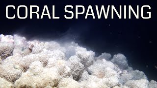 Coral spawning [upl. by Edlitam335]