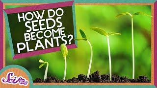 How Does A Seed Become A Plant  Backyard Science  SciShow Kids [upl. by Ruprecht]