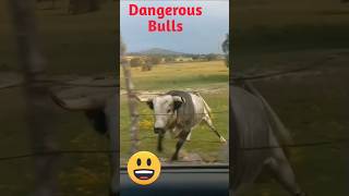 Dangerous Bulls shorts youtubeshorts Biggest Bulls [upl. by Zedekiah]