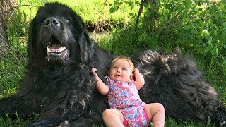 Giant Newfoundland Dogs Playing With Babies Compilation [upl. by Jaycee]