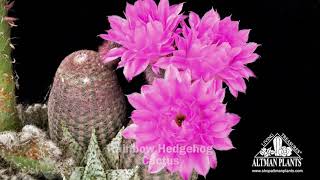 Rainbow Hedgehog Cactus Flower Time Lapse [upl. by Esbensen]