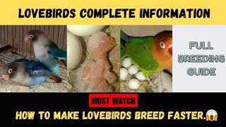 Lovebirds Complete Information Lovebird Breeding Tips Nest Box Age Fisher Lutino Albino Birds [upl. by Nauqas]