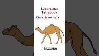 classmammaliamammals classanimalia [upl. by Popper]