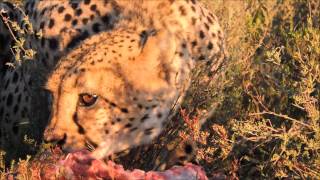 Feeding Cheetah [upl. by Radec]