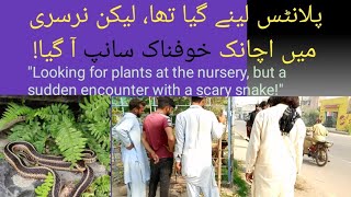 Asalm O Alaikum Went to get plants at the nursery but came facetoface with a dangerous snake [upl. by Enirak]