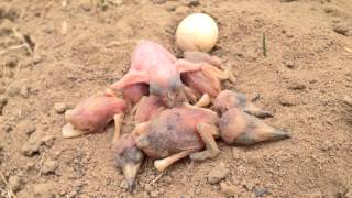 Greater honeyguide chick attacking little beeeater chicks [upl. by Havelock]