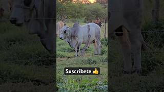 brahman vlog rancho campo agro rancho gente ganaderos [upl. by Olimreh641]