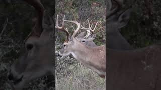 Texas whitetails hunting whitetails deer bowseason outdoors [upl. by Christi]