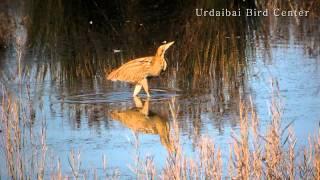 Urdaibai Bird Center  Avetoro común  txori zezena Botaurus stellaris [upl. by Annair838]