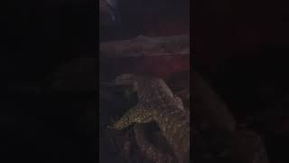 Varanus Panoptes Horni Breeding [upl. by Lacim]