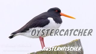 Eurasian Oystercatcher Haematopus ostralegus  Austernfischer [upl. by Delphinia]