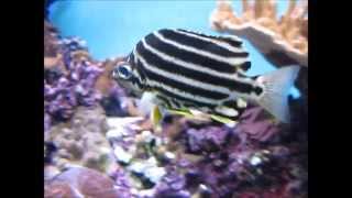 Stripey fish Microcanthus strigatus [upl. by Yalonda]