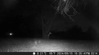 Young buck with spikes for antlers by the mulberry tree Cute little deer trail cam [upl. by Lopez308]