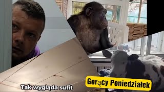 Gorący Poniedziałek 😜 [upl. by Tod622]